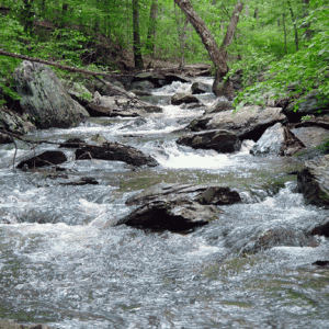 Photo of a stream in a forest