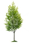 Graphic of tree